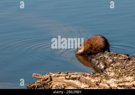 Vadnais Heights, Minnesota. Vadnais Lake Regional Park. Muskrat, Ondatra zibethicus drinking water from the lake. Foto Stock