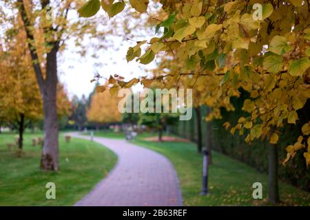 Chiudete il ramo degli alberi in un parco cittadino. Foto Stock