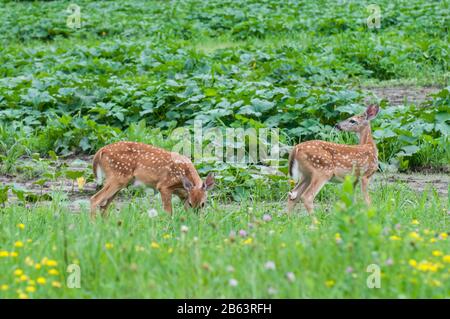 Vadnais Heights, Minnesota. Cervi dalla coda bianca, Odocoileus virginianus. Un paio di pegni che mangiano la vegetazione in un campo di fiori selvatici. Foto Stock