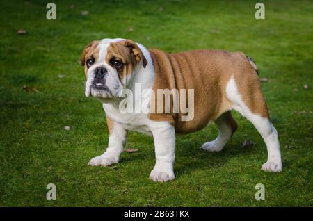 Inglese bianco e marrone femmina bulldog in piedi sull'erba Foto Stock