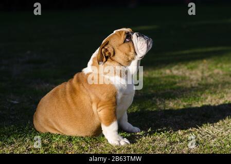 Inglese bianco e marrone femmina bulldog seduta sull'erba Foto Stock