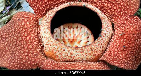 Fiore di fiori di Rafflesia nella foresta pluviale del borneo, Malesia Foto Stock