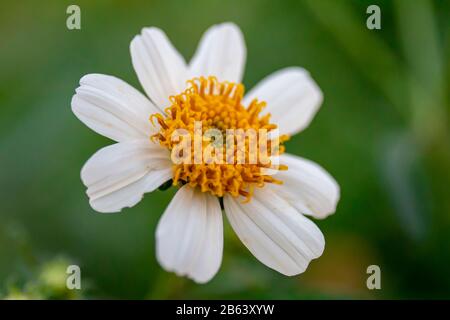 Allium Foto Stock