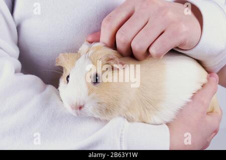 Guinea Pig che viene petito e cullato tra le braccia di una persona o di un bambino, primo piano. Foto Stock