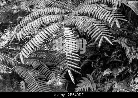 Elephant Fern, Hawaii Tropical Botanical Garden Foto Stock