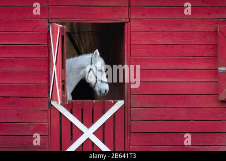 Classico fienile rosso con un cavallo bianco visto attraverso una porta aperta olandese a Lilburn, Georgia. (USA) Foto Stock