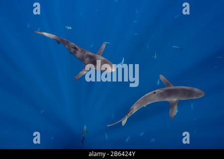 Gli squali setosi pattugliano una scuola di martinetti e trevafllies, fauna selvatica subacquea, Oceano Pacifico tropicale, colore Foto Stock