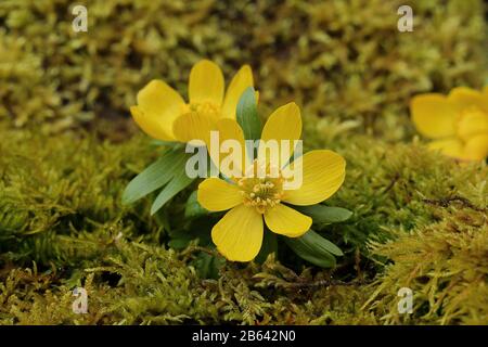 Aconiti invernali (Eranthis hyemalis), fiori aperti, selvatici, Renania Settentrionale-Vestfalia, Germania Foto Stock