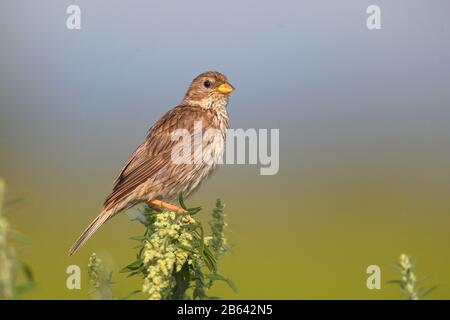 Coniglietto di mais (Emberiza calandra), seduto su Singwarte, Burgenland, Austria Foto Stock