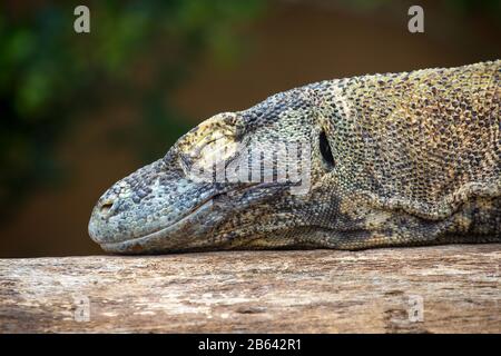 Komodo drago o Komodo drago o (Varanus komodoensis) dorme sul tronco dell'albero, vista laterale, prigioniero, St. Augustine Alligator Farm Zoological Park, St. Foto Stock