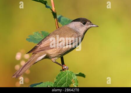 Blackcap (Sylvia atricapilla), uomo, seduto su un ramo, Assia, Germania Foto Stock