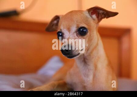 Chihuahua rilassante su un divano a Cuba Foto Stock