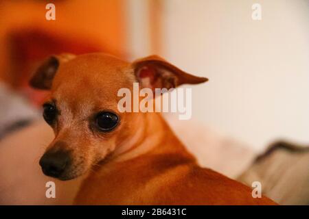 Chihuahua rilassante su un divano a Cuba Foto Stock