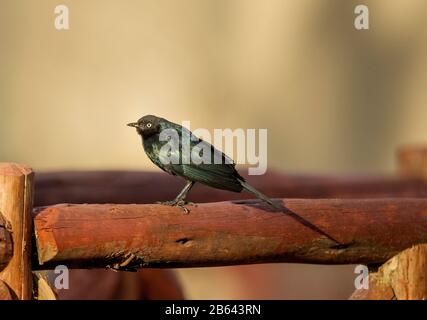 Lo starring di Rueppel, noto anche come lo starring lucido di Rueppel, Lamprotornis purpurpurpurptera, Masaimara, Africa Foto Stock