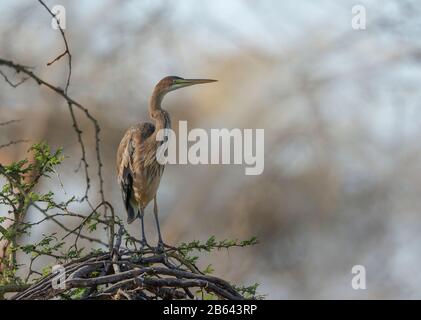 L'airone Goliath, conosciuto anche come l'airone gigante, Ardea goliath, il lago Naivasha, Kenya, Africa Foto Stock