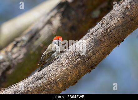 Picus Canus, Masaimara, Africa Foto Stock