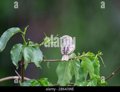 Tessitore sociale grigio, Pseudonigrita arnaudi, Masai Mara, Kenya, Africa Foto Stock