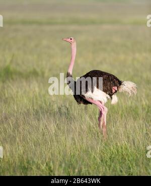 Lo struzzo comune o semplicemente struzzo, Strutio camelus, Kenya, Africa Foto Stock