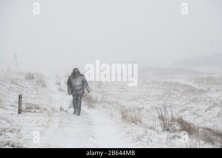 Uomo che cammina in una tempesta di neve durante la tempesta Jorge vicino alla strada tra le colline e wanlockhead. Febbraio 2020. Confini scozzesi, Scozia Foto Stock