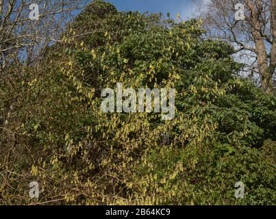 Primavera Fioritura Spike Witch Hazel Arbusto Deciduo (Corylopsis spicata) Crescere in un Giardino Woodland in Cornovaglia rurale, Inghilterra, Regno Unito Foto Stock