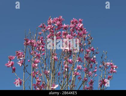 Fiori primaverili di un albero Deciduo di Magnolia 'Aurora' con un Luminoso sfondo blu cielo in un giardino in Cornovaglia rurale, Inghilterra, Regno Unito Foto Stock