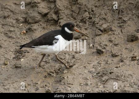 Uno stupefacente Oystercatcher, Haematopus ostgalegus, che si erge sul fango in un estuario costiero del mare. Foto Stock