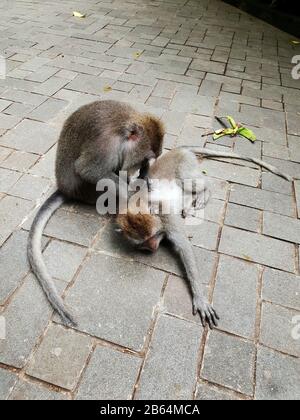 Due macachi dalla coda lunga che si profila l'uno all'altro, Monkey Forrest, Ubud, Bali, Indonesia Foto Stock