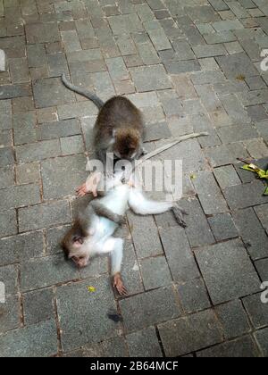 Due macachi dalla coda lunga che si profila l'uno all'altro, Monkey Forrest, Ubud, Bali, Indonesia Foto Stock