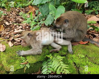 Due macachi dalla coda lunga che si profila l'uno all'altro, Monkey Forrest, Ubud, Bali, Indonesia Foto Stock