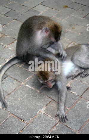 Due macachi dalla coda lunga che si profila l'uno all'altro, Monkey Forrest, Ubud, Bali, Indonesia Foto Stock