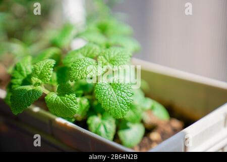 Erba di menta fresca al sole, verde e bella Foto Stock