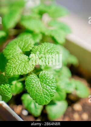 Erba di menta fresca al sole, verde e bella Foto Stock