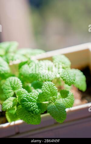 Erba di menta fresca al sole, verde e bella Foto Stock