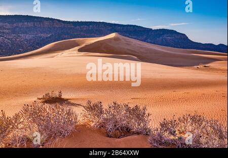 Hummock, groppa di erbacce (asclepias) alle dune, Moquith Mountains in lontananza, Coral Pink Sand Dunes state Park, Utah, Stati Uniti Foto Stock