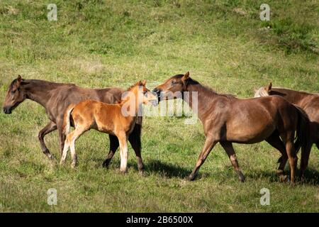 Kaimanawa cavalli selvatici mare e foal in piedi con la famiglia Foto Stock