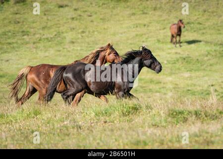 Kaimanawa cavalli selvatici che corrono con mane volanti sulla prateria rossa di tussock Foto Stock