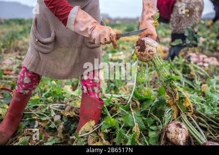 Zahle, Libano. 5th dicembre 2018. Una ragazza di 10 anni che si raccoglie si irradia in una fattoria.i rifugiati siriani in fuga dai lavori di guerra nelle fattorie agricole nella Valle di Bekaa per 15 ore al giorno durante l'estate, guadagnando un massimo di 8 dollari. I capi dei campi (Shawish) dove rifugiati li collegano con gli agricoltori della regione. Credit: Eva Parey/Sopa Images/Zuma Wire/Alamy Live News Foto Stock