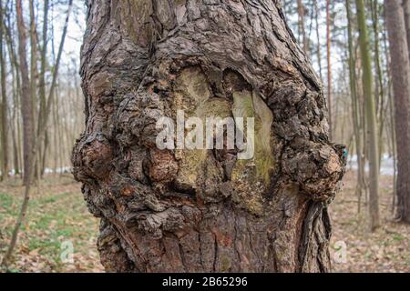 Fungo di chaga sulla corteccia di un vecchio albero. Primo piano Foto Stock