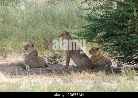 Lionesses (panthera leo), tre femmine adulte, sulla sabbia, all'ombra di un albero, ALERT, Kgalagadi Transfalfrontiera Park, Capo Nord, Sud Africa, Foto Stock