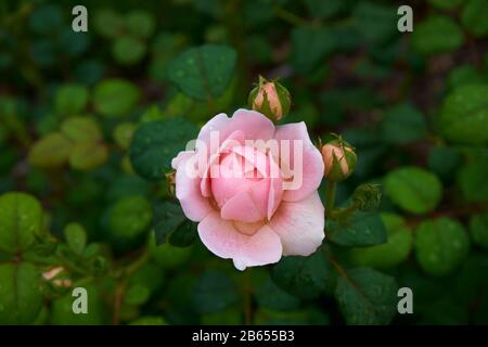 Rosa arbusto inglese, David Austin, Regina di Svezia Foto Stock