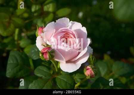 Rosa arbusto inglese, David Austin, Regina di Svezia Foto Stock