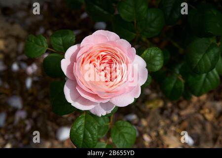 Rosa arbusto inglese, David Austin, Regina di Svezia Foto Stock