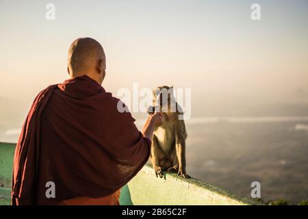 Monaco alimentare la scimmia, Sandawshin Zwegabin Pagoda, hPa An, Myanmar, Asia. Foto Stock