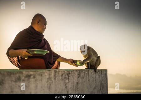 Monaco alimentare la scimmia, Sandawshin Zwegabin Pagoda, hPa An, Myanmar, Asia. Foto Stock