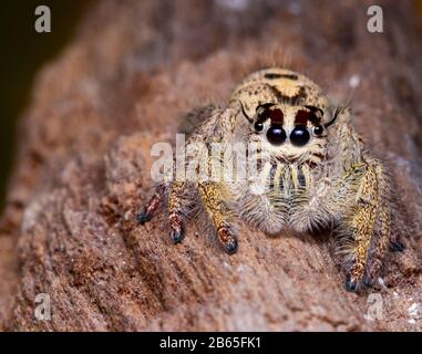 Femmina Phidippus mymistaceus salto ragno su legno in natura. Foto Stock