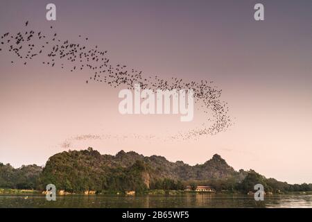 Pipistrelli che volano sul fiume Amouth, Myanmar, Asia. Foto Stock