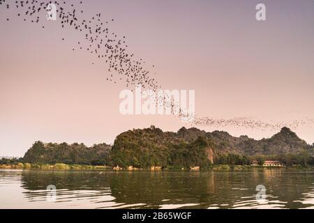 Pipistrelli che volano sul fiume Amouth, Myanmar, Asia. Foto Stock