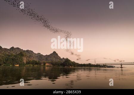 Pipistrelli che volano sul fiume Amouth, Myanmar, Asia. Foto Stock