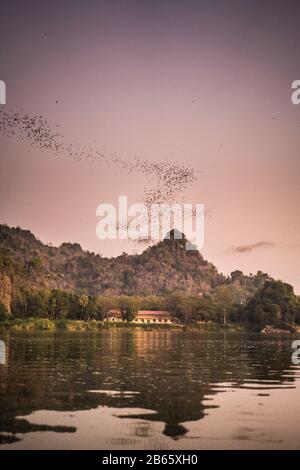Pipistrelli che volano sul fiume Amouth, Myanmar, Asia. Foto Stock