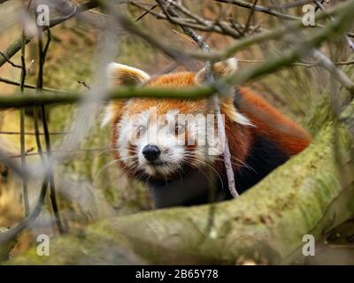 Panda rosso Ailurus fulgens (prigioniero) Foto Stock